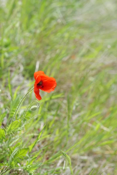 Poppie dans une prairie — Photo