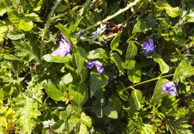 perwinkle çiçek bir çayırda