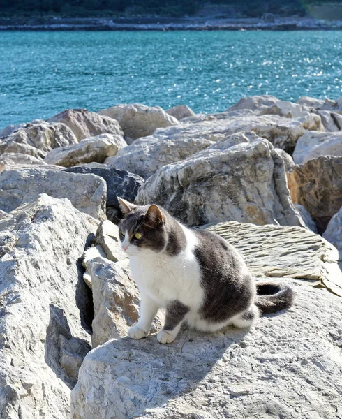 Graue Katze Portovenere Spezia — Stockfoto