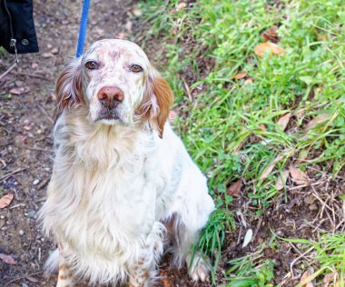 Çayırdaki eski İngilizce setter
