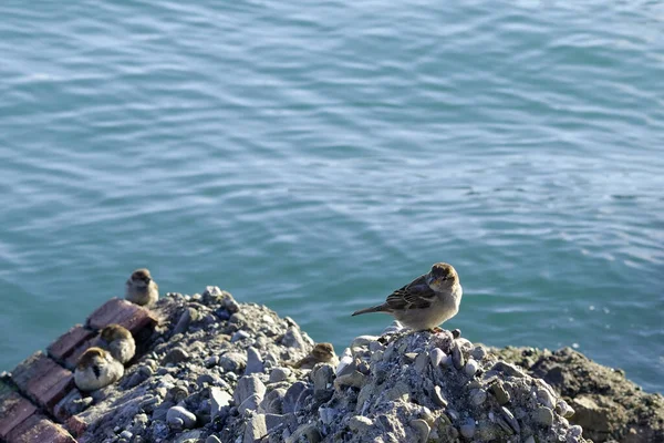 Kayanın Tepesinde Bir Sürü Serçe Var — Stok fotoğraf