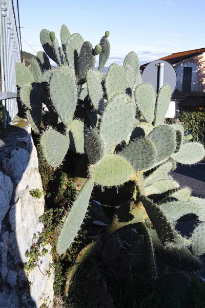 Détail Plante Succulente Dans Une Prairie — Photo