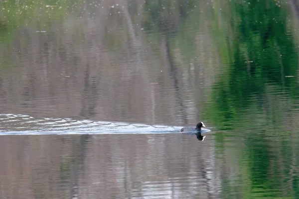 Detail Eurasian Coot Lake Italy — Stock Photo, Image