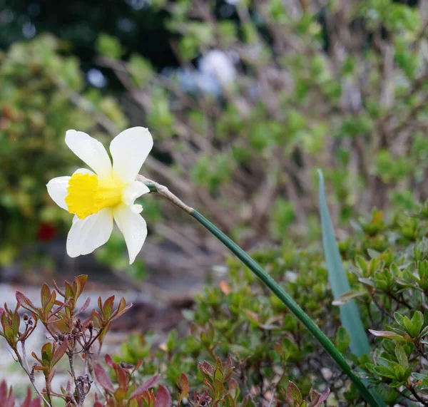 Narciso Muito Agradável Jardim Cidade — Fotografia de Stock