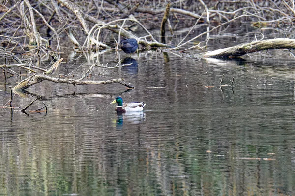 Détail Colvert Dans Lac Toscane — Photo