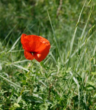 La spezia 'da bir çayırda haşhaş
