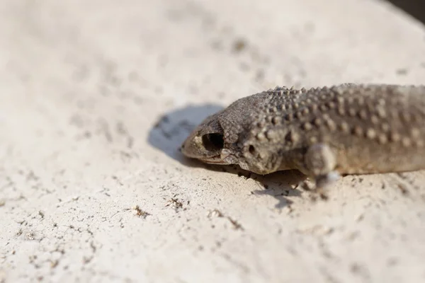 Casa Mediterranea Geco Hemidactylus Turcicus Che Arrampica Verticalmente Sulla Parete — Foto Stock