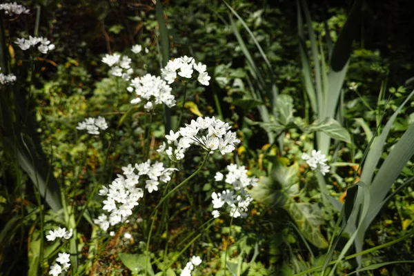 Garlic Flower Meadow — Stock Photo, Image