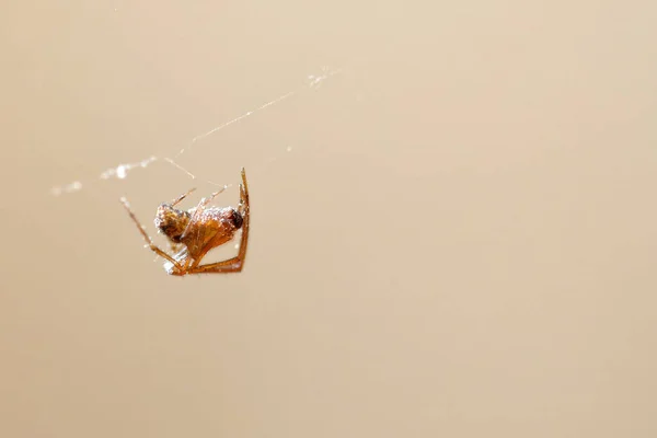 Detail Pavouka Uvnitř Sítě — Stock fotografie