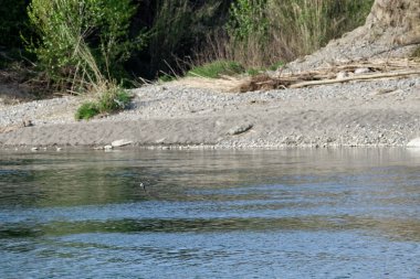 Nehir yüzeyinde yut 