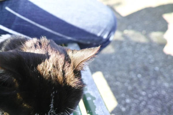 Chat Noir Blanc Sur Banc Métallique — Photo