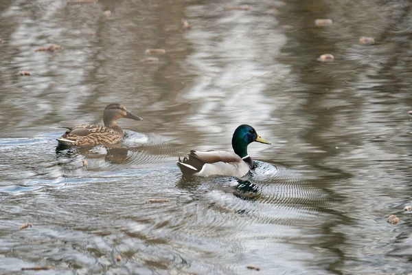 Détail Colvert Dans Lac Toscane — Photo