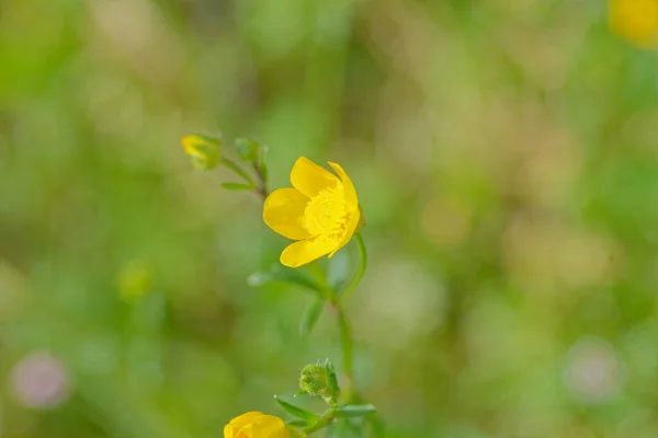 Buttercup Amarelo Ameadow Perto Minha Casa — Fotografia de Stock