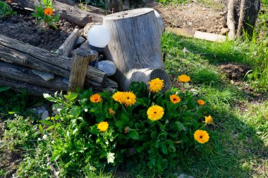 Bahçedeki portakal çiçeği.