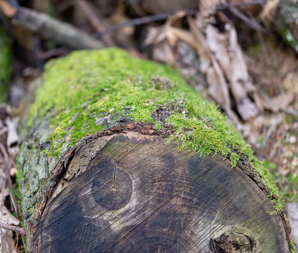 Spezia Bir Çayırda Ağaçta Yosun Var — Stok fotoğraf