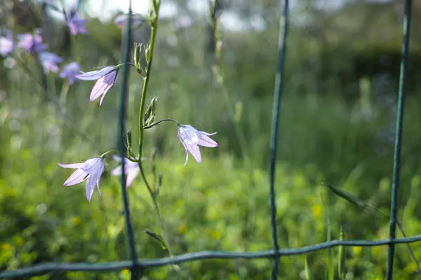 Kümelenmiş Çan Çiçeğinden Menekşe Çiçeği Campanula Glomerata Dane Kanı Bulanık — Stok fotoğraf