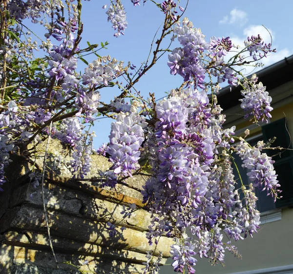 Detail Van Wisteria Wistaria Bloei Een Tuin — Stockfoto