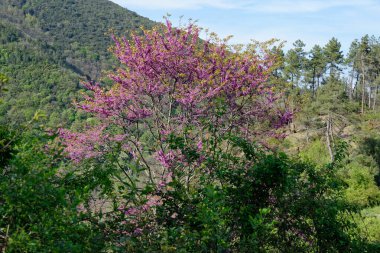 Giudas Ağacı Bahçede