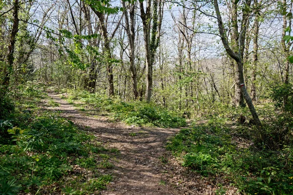 Détail Sentier Pédestre Dans Bois Près Biassa Petit Village Spezia — Photo