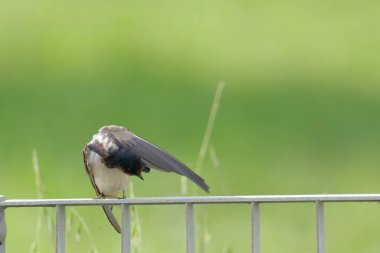 Evimin yanındaki bahçede yut.