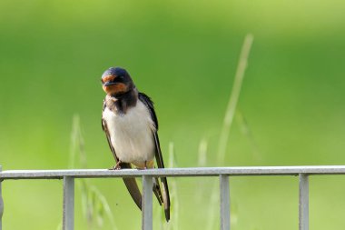 Evimin yanındaki bahçede yut.