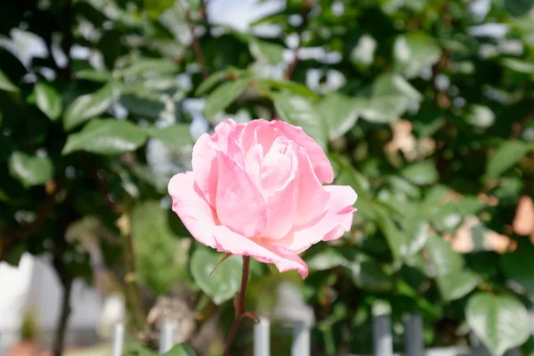 Détail Rose Rose Dans Jardin Spezia — Photo