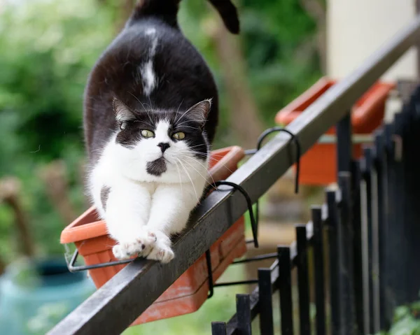 Detalle Gato Descansando Dentro Jarrón Jardín — Foto de Stock