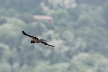 Gökteki saksağanın ayrıntıları