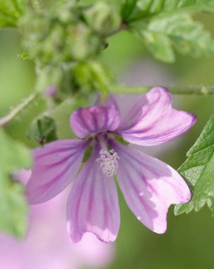 La spezia 'da bir çayırda Malva çiçeği