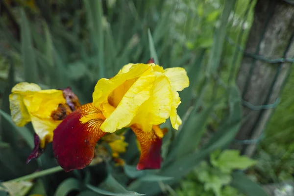 Yellow Iris Garden Summer Time — Stock Photo, Image