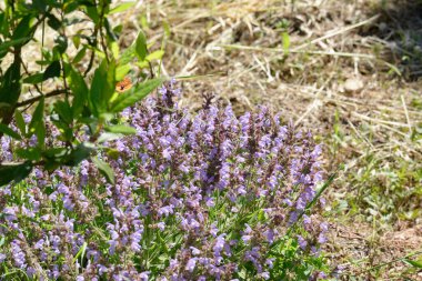 Salvia Farinacea 'nın seçici odağı Bahçedeki mavi, Güzel renkli mor çiçekler 