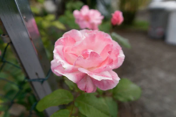 Rózsaszín Rózsa Kertben — Stock Fotó