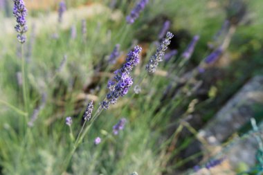 Çayırdaki lavanta çiçeklerinin ayrıntıları