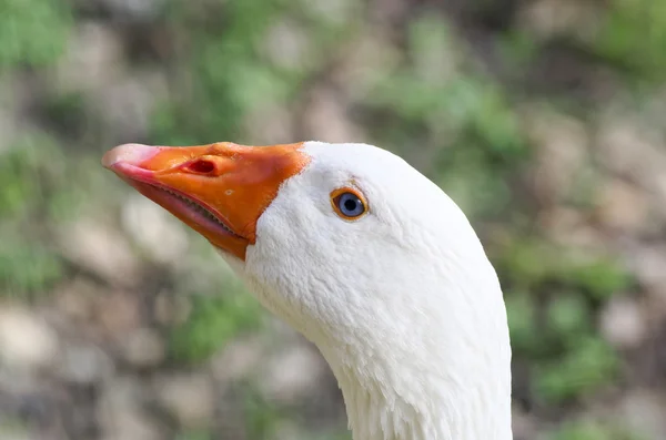 Pato branco — Fotografia de Stock