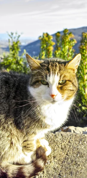 Старий кішка — стокове фото