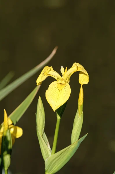 Iris kuning — Stok Foto