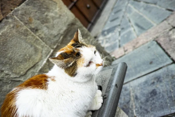 Hermoso gato — Foto de Stock