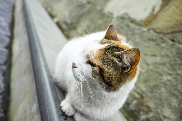 Hermoso gato — Foto de Stock