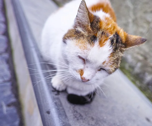 Viejo gato — Foto de Stock