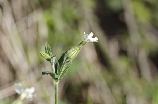 Sile — Stok fotoğraf