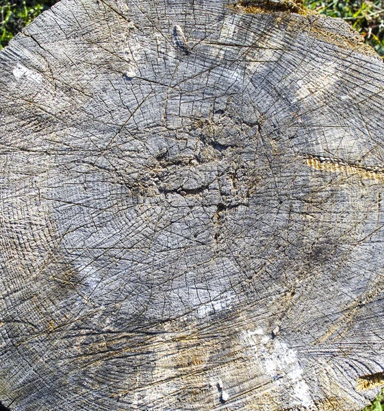 다진된 나무 — 스톡 사진