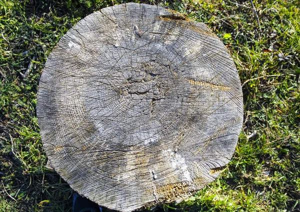 다진된 나무 — 스톡 사진
