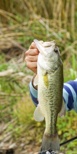 Black bass Stock Obrázky