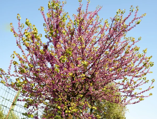 Baum des Judas — Stockfoto