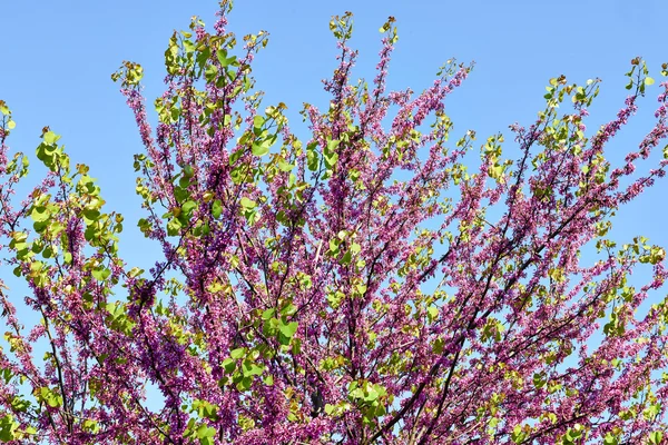 Albero di Giuda — Foto Stock