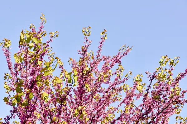 Albero di Giuda — Foto Stock