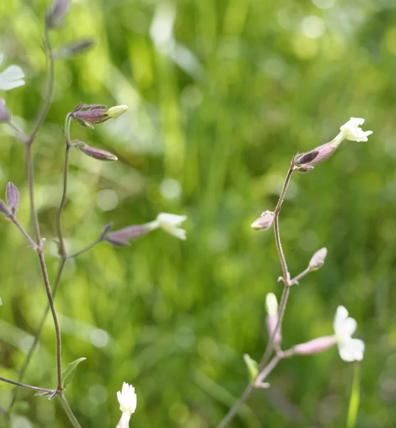 Silene — Stock fotografie