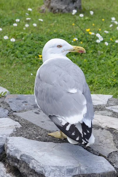 Fiskmås — Stockfoto