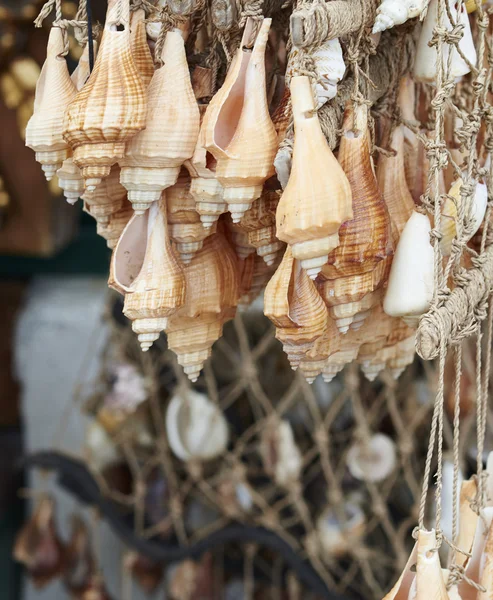 Concha decorativa no mercado — Fotografia de Stock