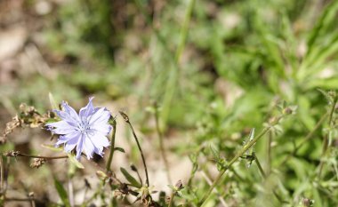 cichory çiçek